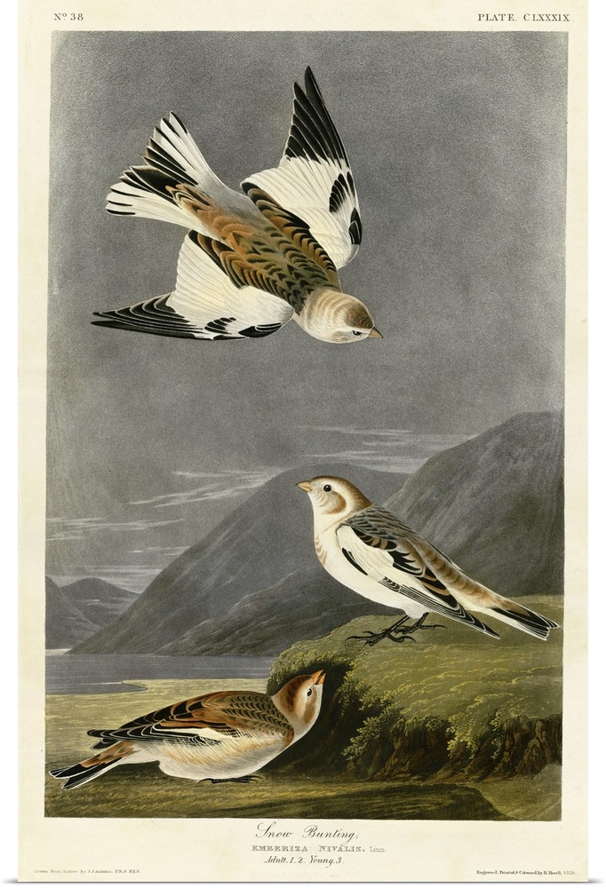 Audubon Birds, Snow Bunting
