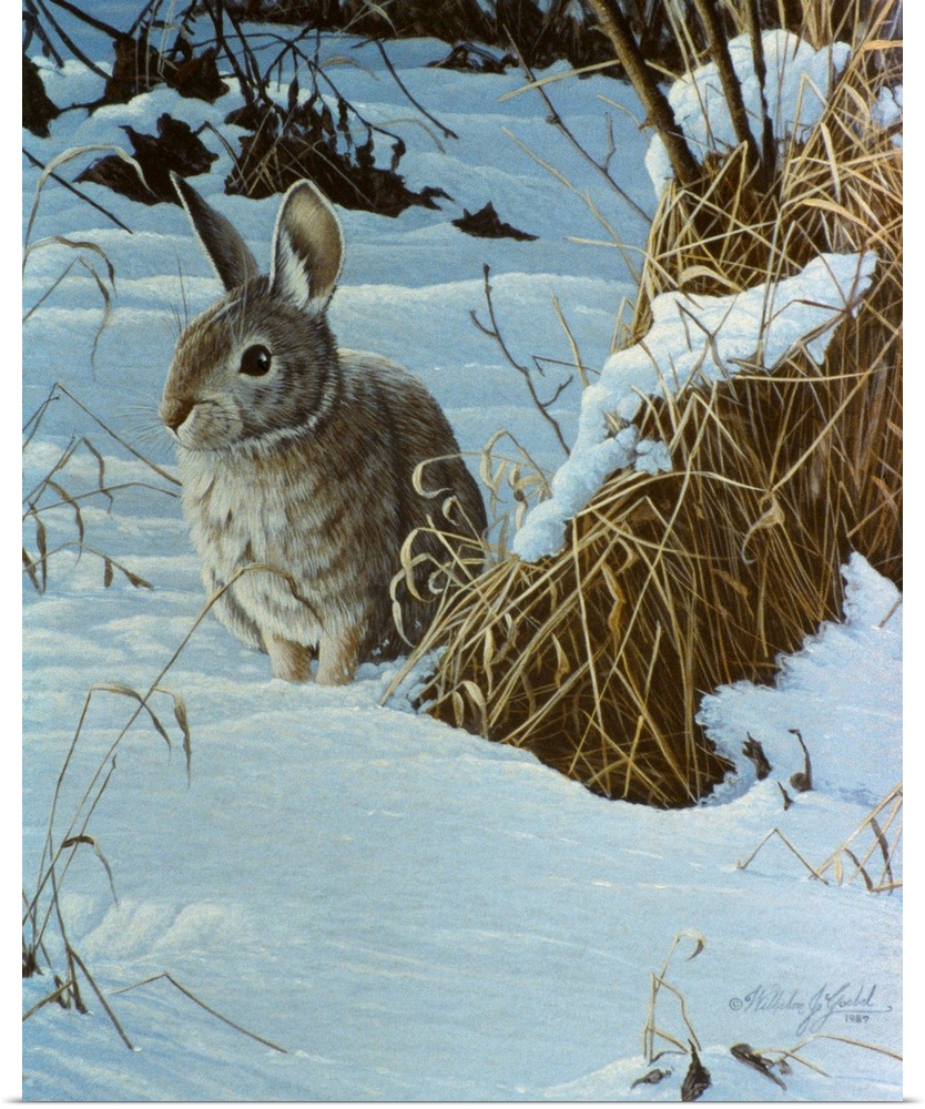 Cottontail in a snowy field.