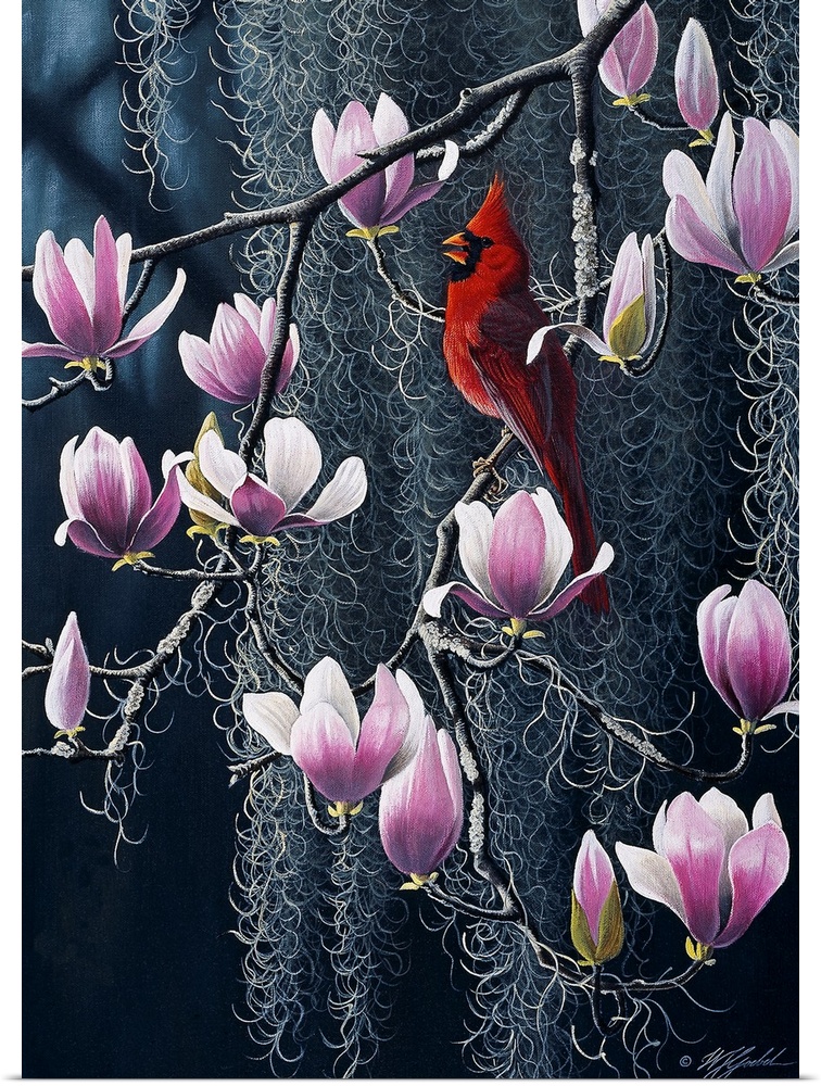 Cardinal in magnolia tree