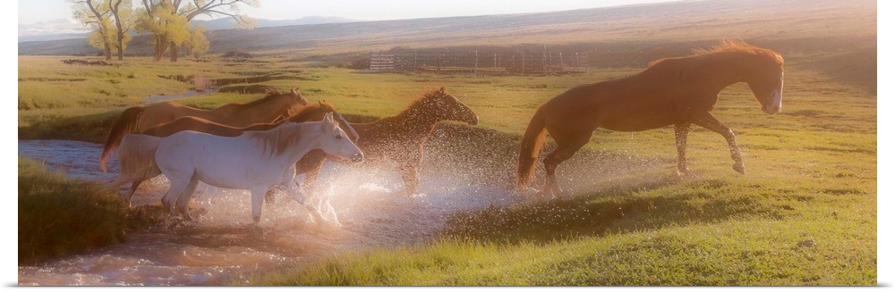Photograph of horses crossing a river in the middle of a field at sunset.