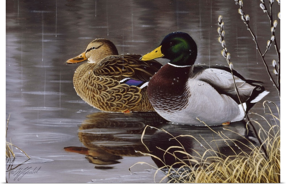 Male and female mallard ducks on a pond.