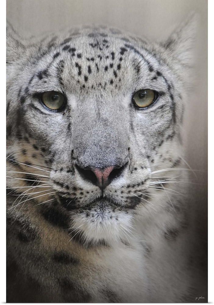 A large snow leopard stares intently.