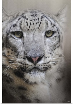 Stare Of The Snow Leopard