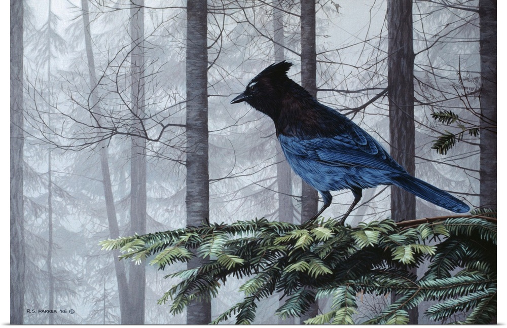 A stellers jay perched on a limb.