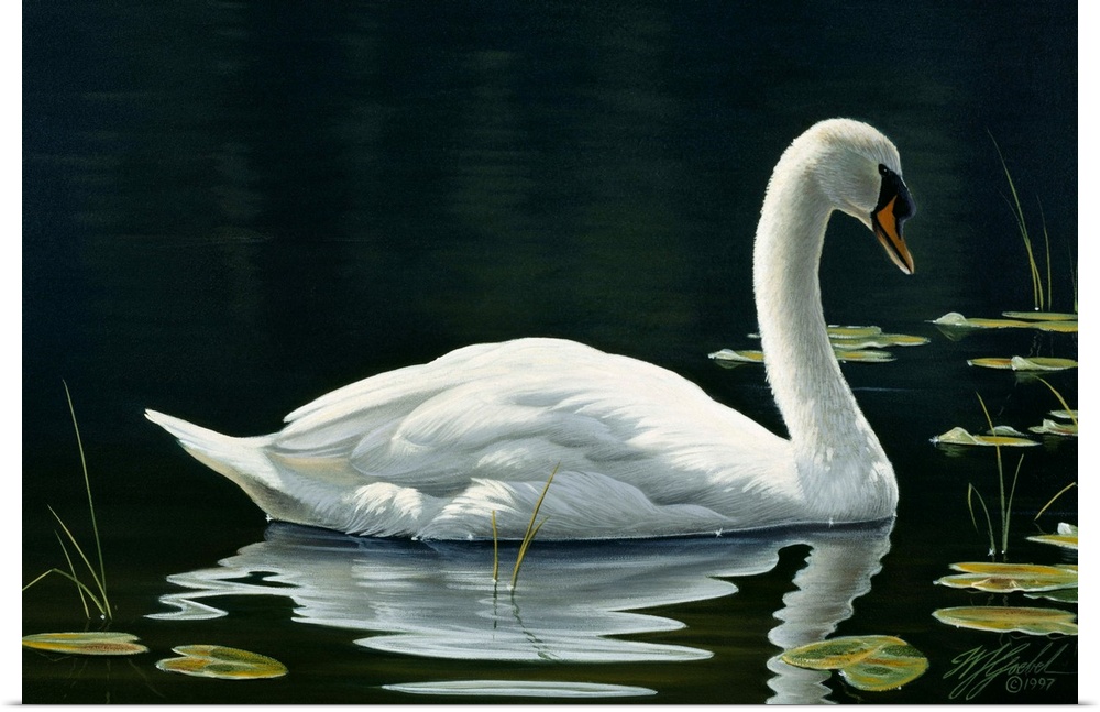 Swan swimming on still water.
