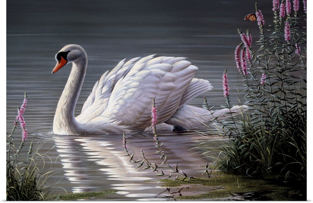 Mute swan on a pond by some pink flowers.