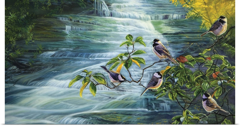 chickadees on a branch on side of streambird