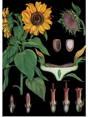 Sunflower - Botanical Illustration