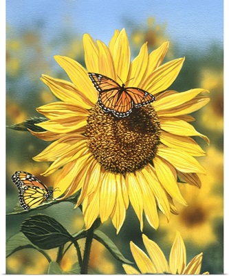 Sunflower, Butterflies