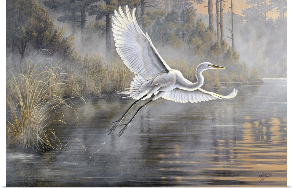 Great white egret flying over a pond at sunrise.