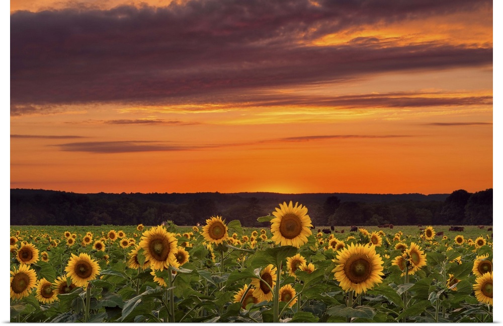 Photograph of a vast field filled with sunflowers, under a sunset illuminated sky.