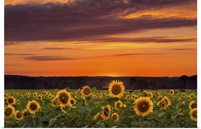 Sunset over Sunflowers