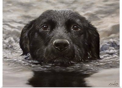 Swimming Labrador