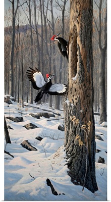 Swooping In - Pileated Woodpeckers