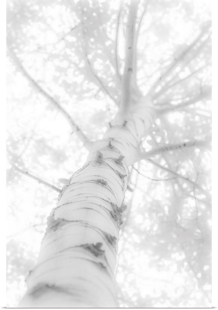 Blown out black and white photograph looking up to the top of a birch tree.