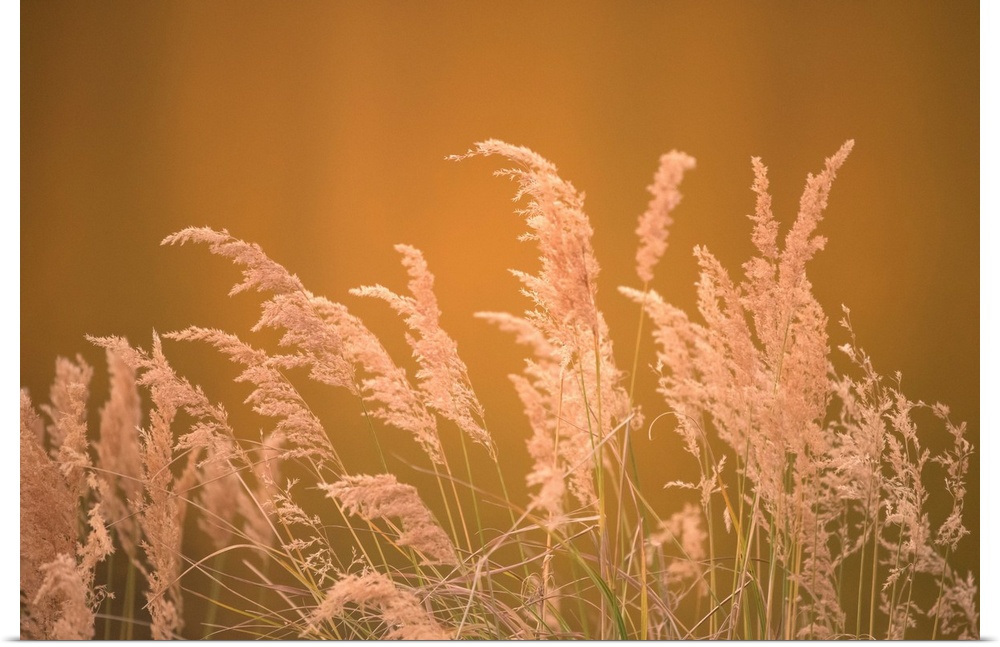 Warm photograph of the tops of a bundle of beach grass.