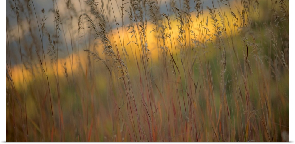 Photograph of tall grass with a colorful background.