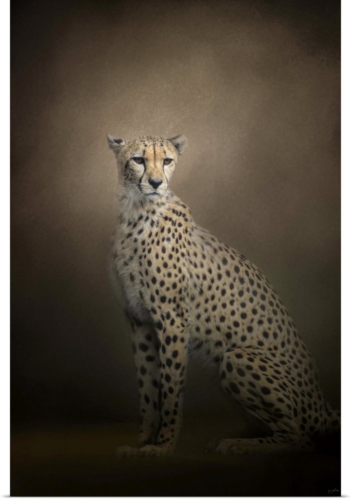 A cheetah sits regally in the shadows.