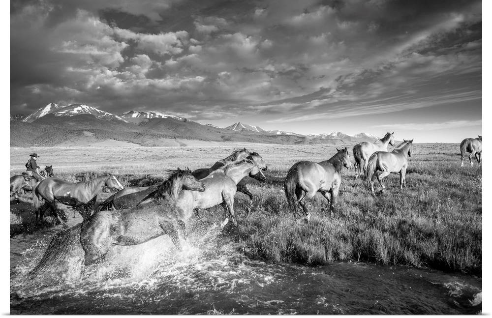 Black and white action photograph of a herd of horses galloping through a river with mountains in the background.