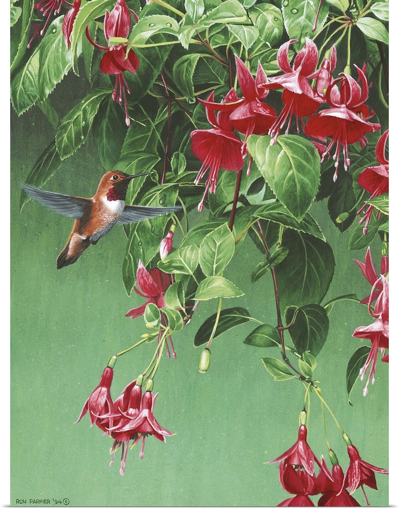 A humming bird flying in front of a fuchsia.
