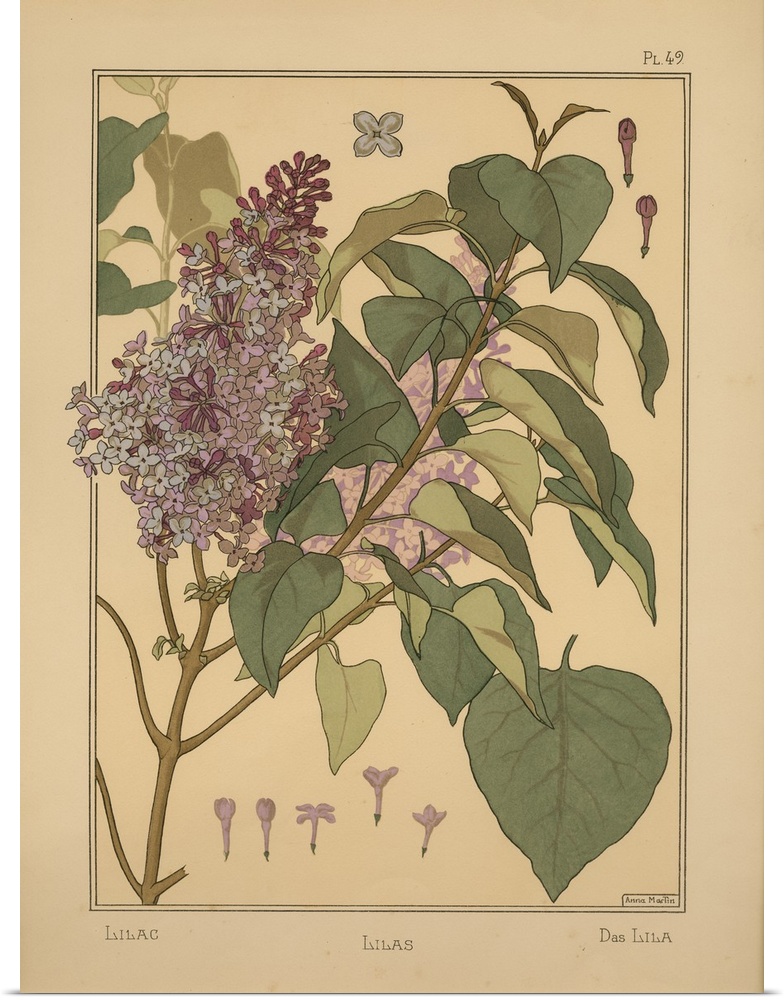 La Plante et ses applications ornementales, Eugene Grasset, Plate 49 - Lilac