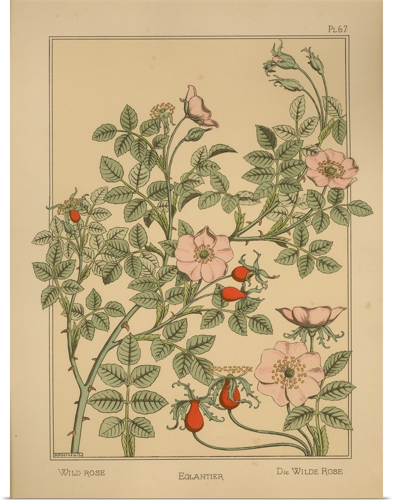 La Plante et ses applications ornementales, Eugene Grasset, Plate 67 - Wild Rose