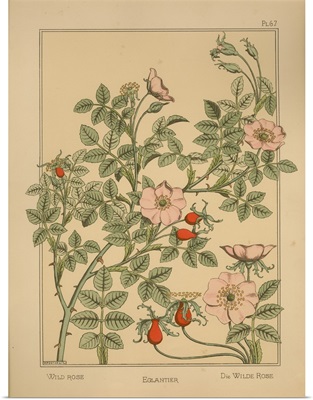 The Plant and its Ornamental Applications, Plate 67 - Wild Rose