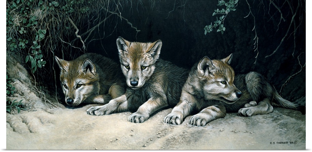 Three wolf cubs rest at the opening of their den.