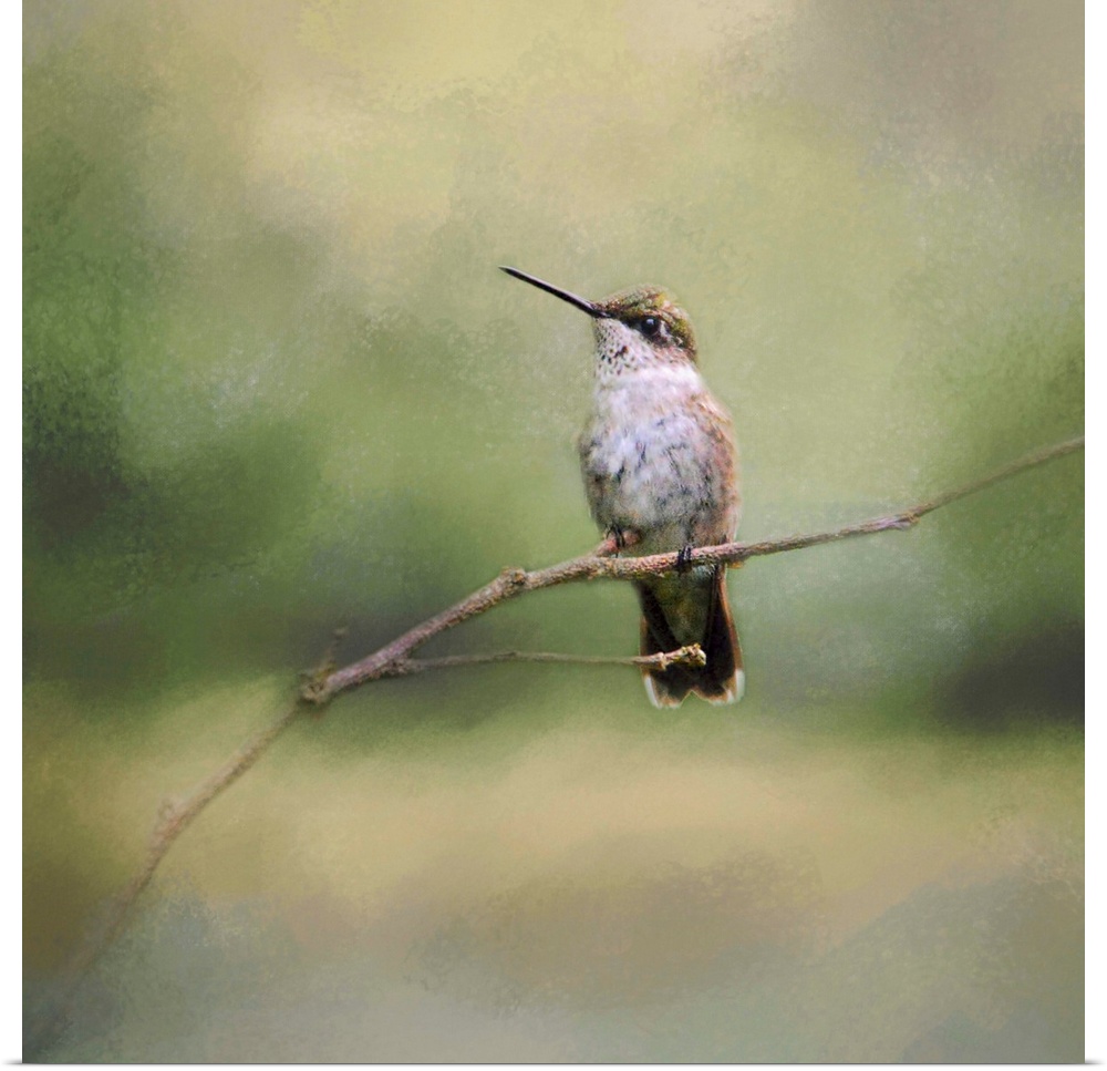 A small hummingbird perches on a thin twig.