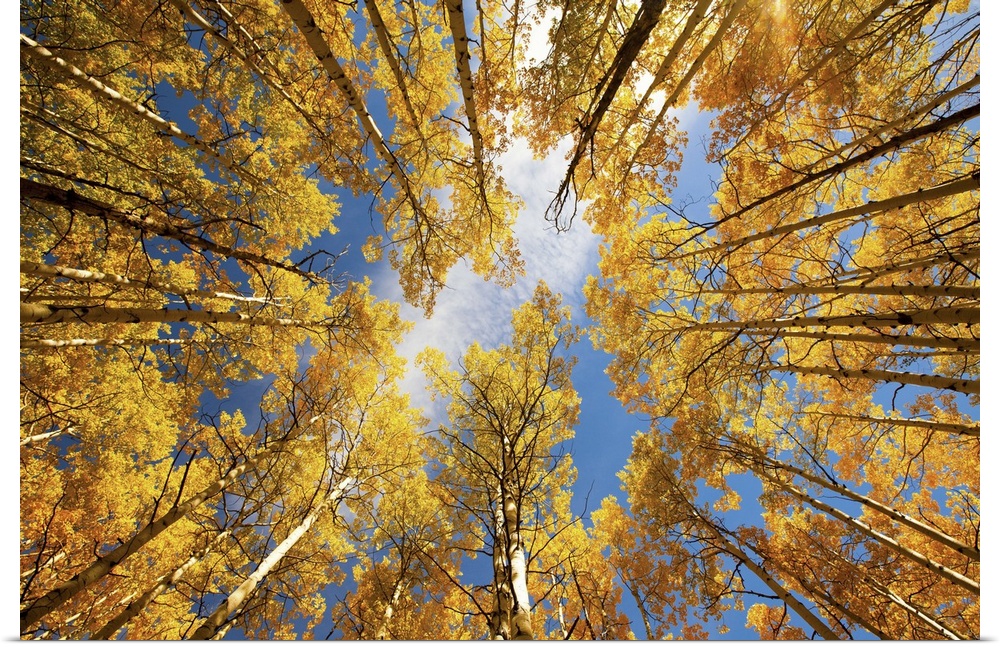 View from below of the canopy of an aspen forest in the fall.