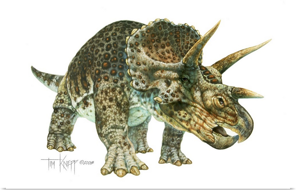 Triceratops, dinosaur