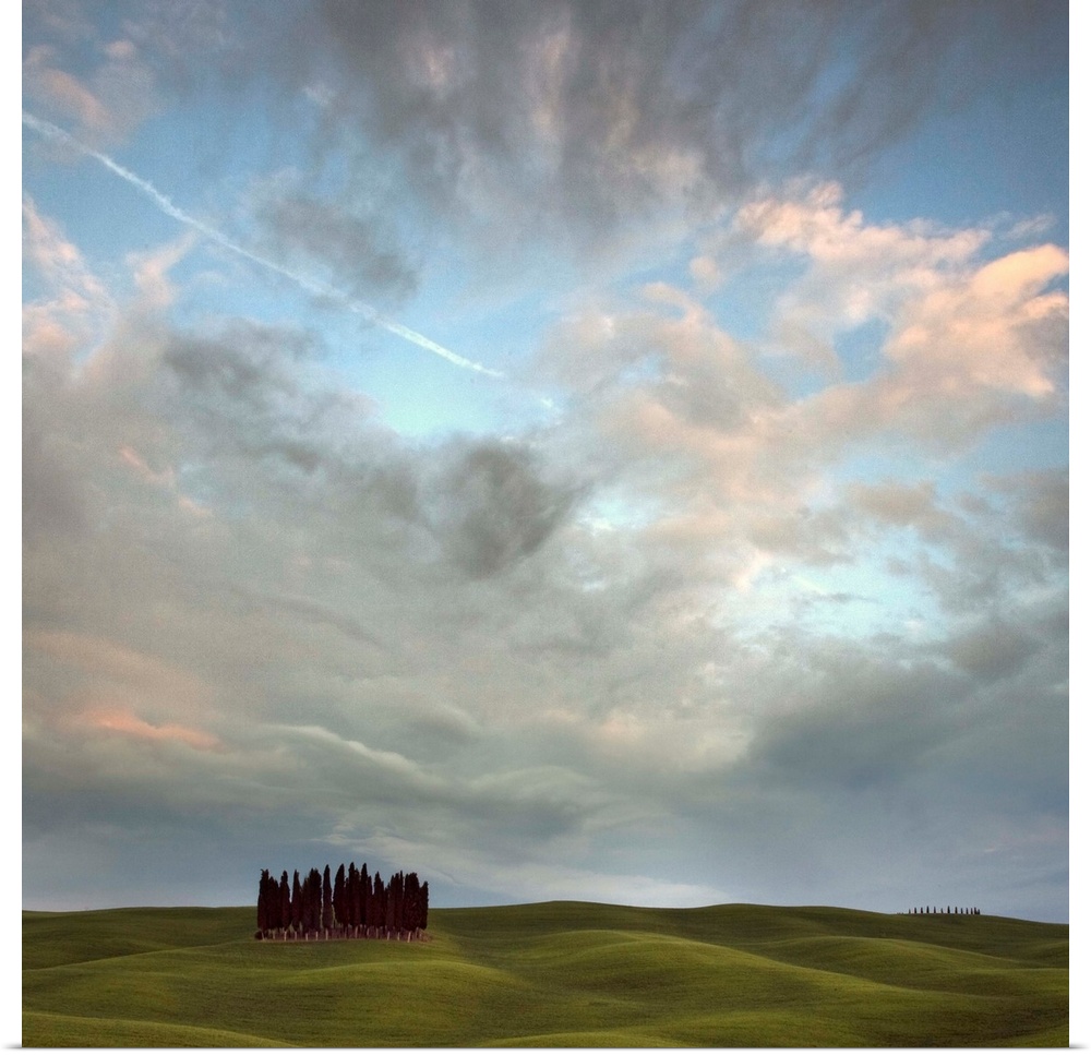 Tuscany VIII - a stand of Cypress trees in front of a bright sky