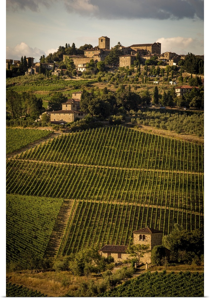 A photograph of a Tuscan landscape covered in vineyards.