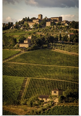 Tuscany Vineyard II