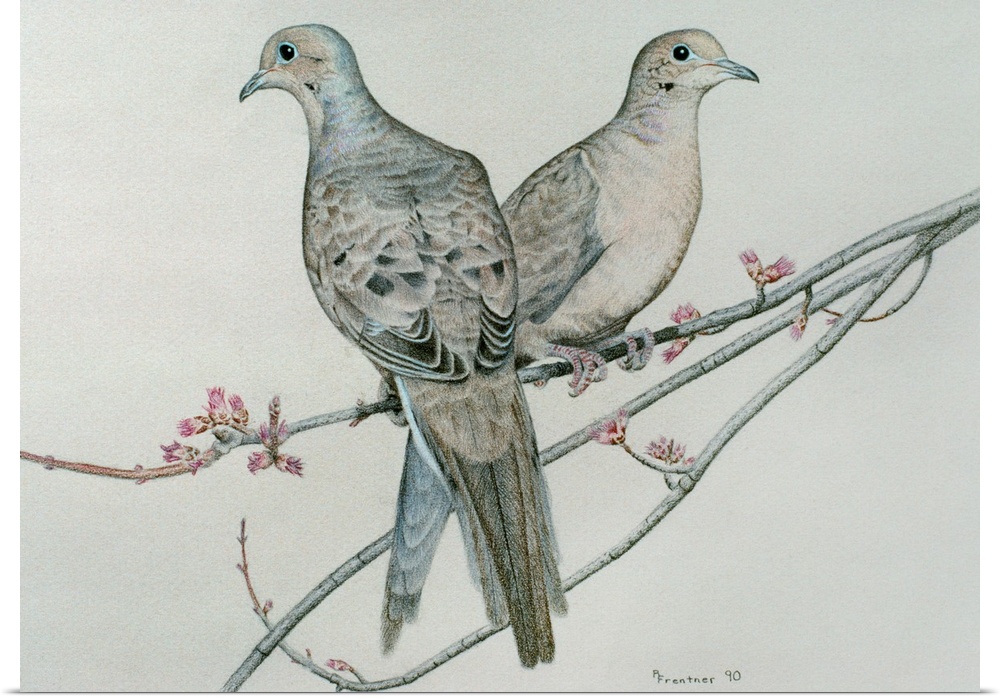Two mourning doves perched on a branch