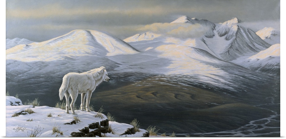 Arctic wolf standing on a cliff looking out over a snowy mountain valley.