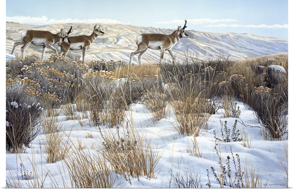 Three antelope walk across a winter field.