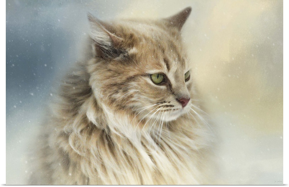 Fine art photo of a long haired cat watching snowflakes.