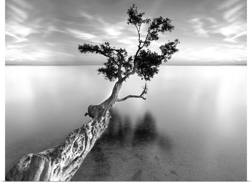 ocean, tree water, Black and White Photography