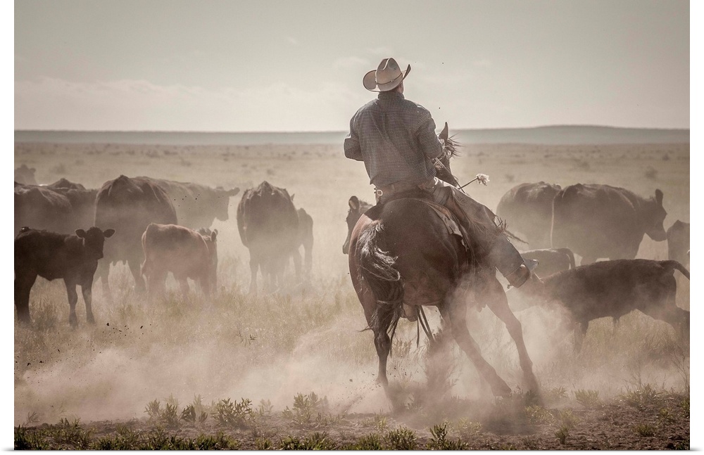 Action photograph of a cowboy on horseback herding cattle.