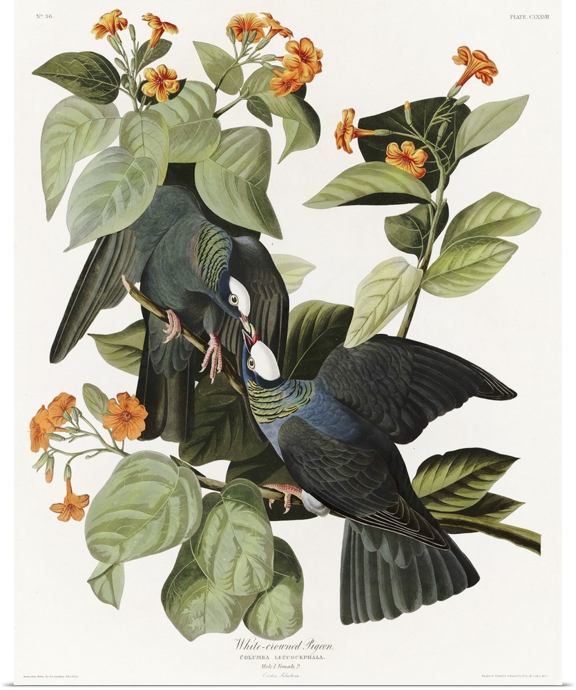 Audubon Birds, White Crowned Pigeon