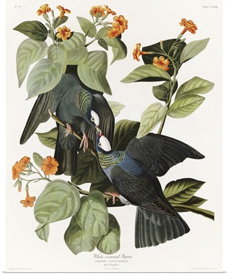 White Crowned Pigeon