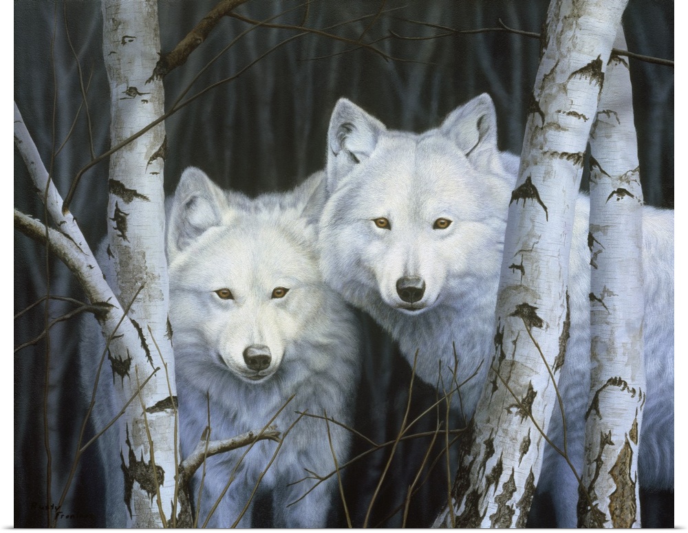 Two white wolves standing among the white birches.