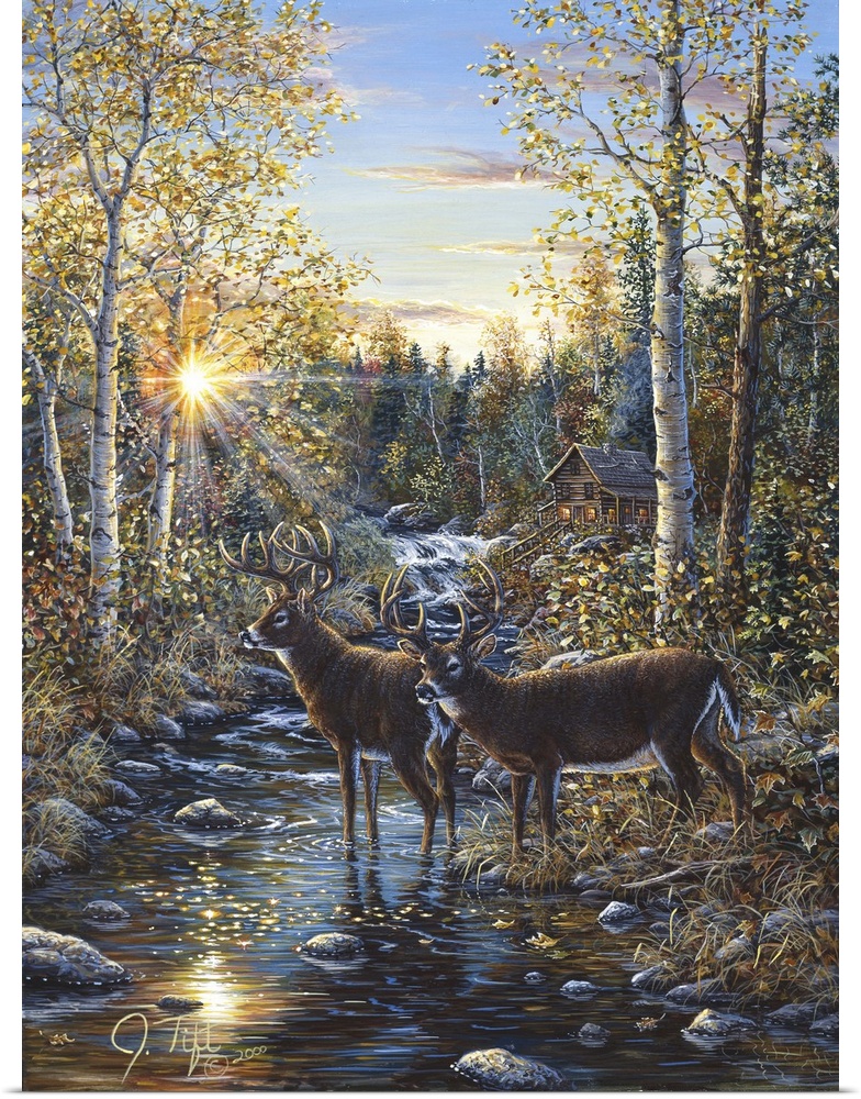two buck standing in a stream, a log cabin in the backgrounddeer