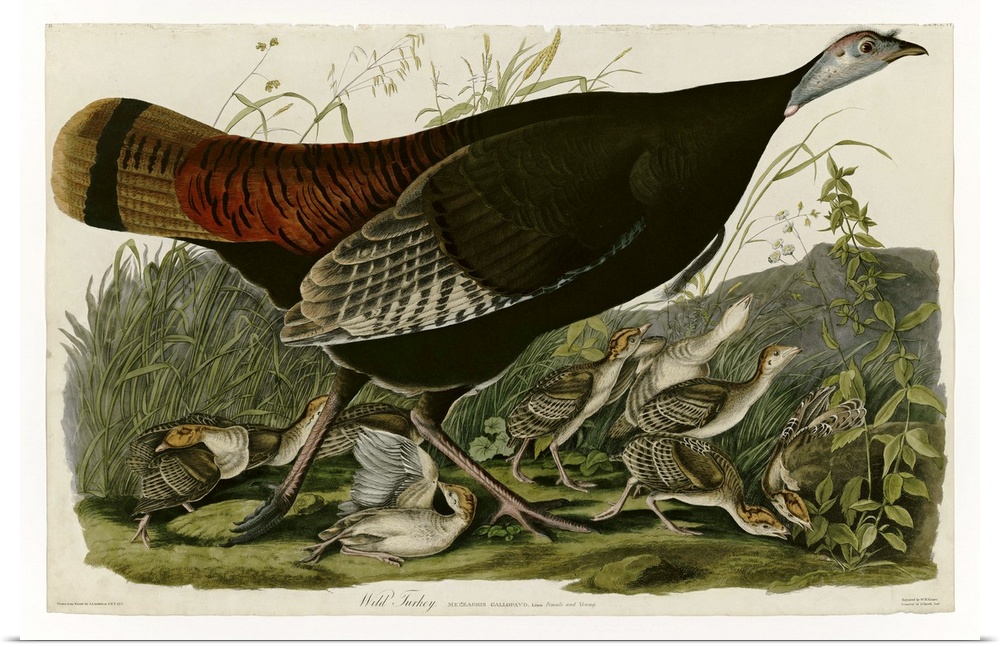 Audubon Birds, Wild Turkey