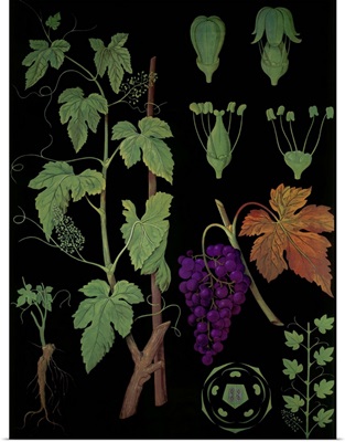 Wine Grapevine - Botanical Illustration