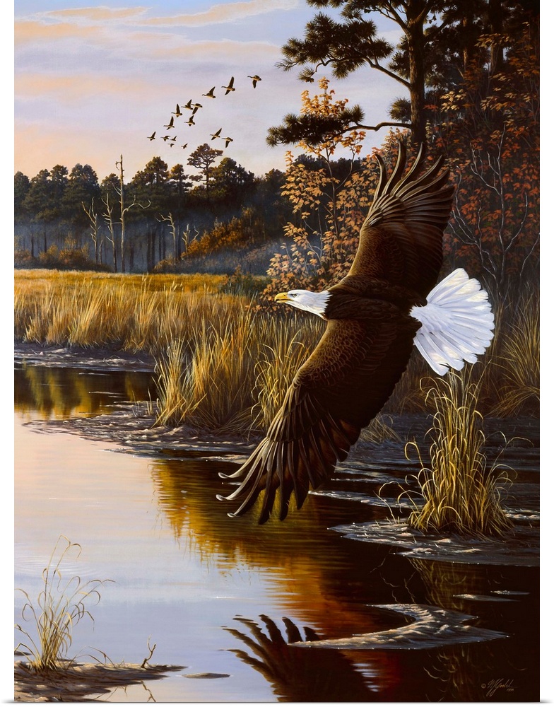 Bald eagle flying over a swamp at sunrise.