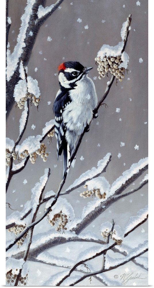 Downy Woodpecker eating berries off a snowy branch.