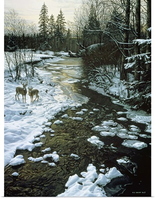 Winter Creek and Whitetails