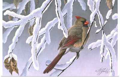 Winter Lady - Cardinal